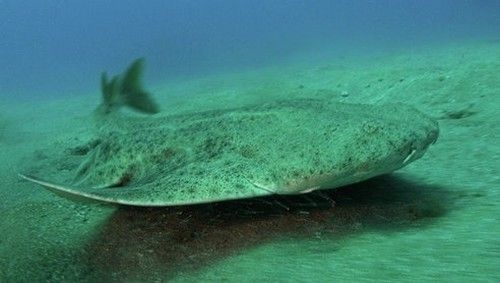 Rapporto UE. A rischio estinzione 15% specie uccelli e 7,5% pesci marini