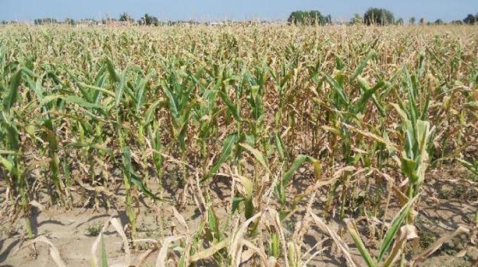 Agricoltura. 200 milioni di danni per il caldo