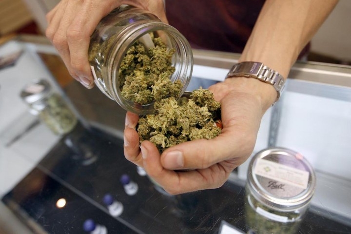 Cannabis di Stato. Primo raccolto, lavoro per 10mila persone
