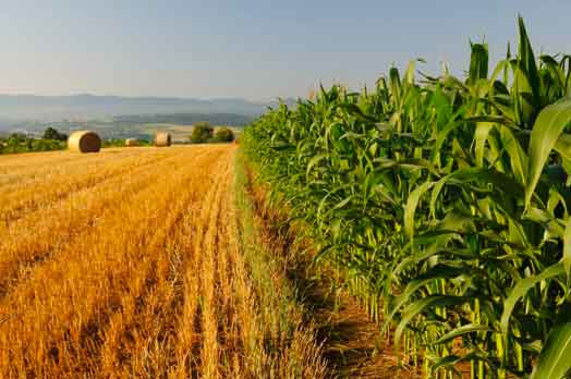 Decreto agricoltura, ok del Senato ora è legge