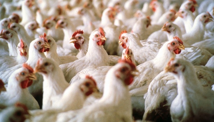 Allevamento. Il caldo sconvolge le fattorie. A rischio galline e api