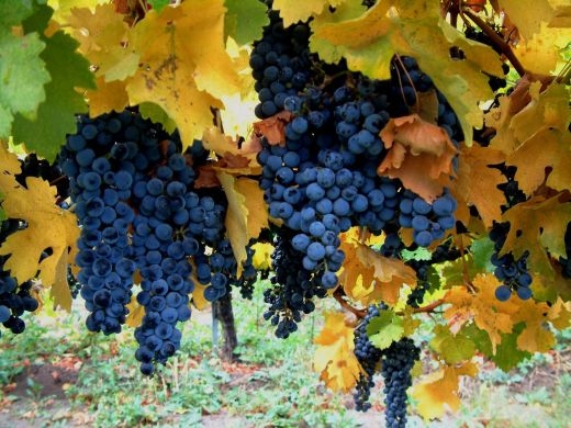 Agricoltura. Il caldo anticipa la vendemmia. Mai così presto da oltre un decennio