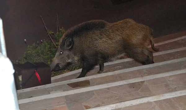 Il Cinghiale, disastri preannunciati e precauzioni disattese