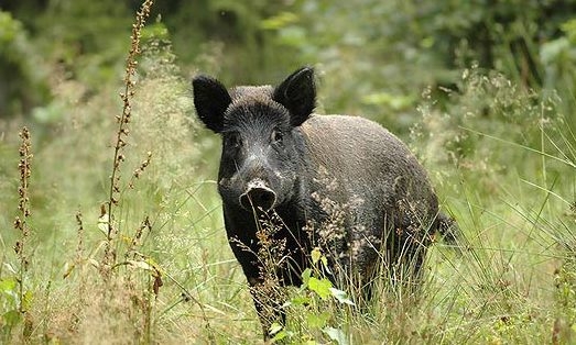 Coniugi aggrediti da cinghiali. Lui muore, lei è gravissima