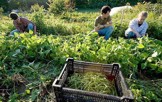 Agricoltura. Balzo di assunzioni al Sud