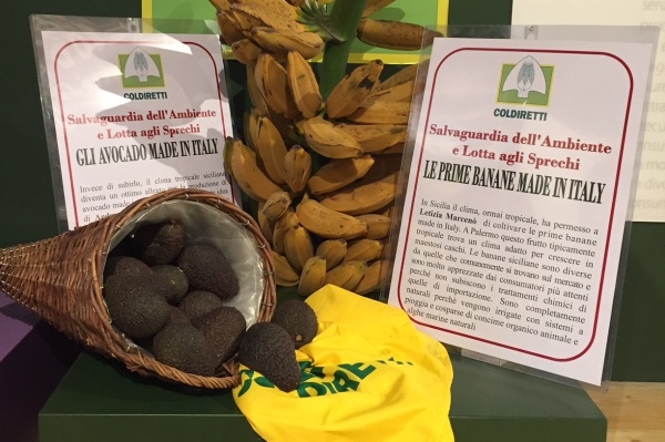 Cambiamenti climatici, l’ulivo arriva sulle Alpi e avocado banane in Sicilia