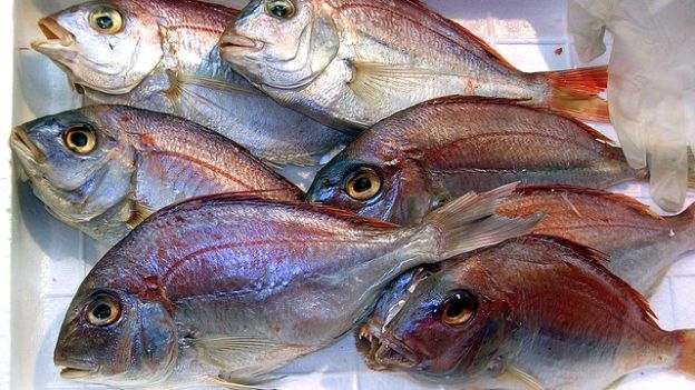 Consumi. Torna il pesce fresco. Lo stop è finito