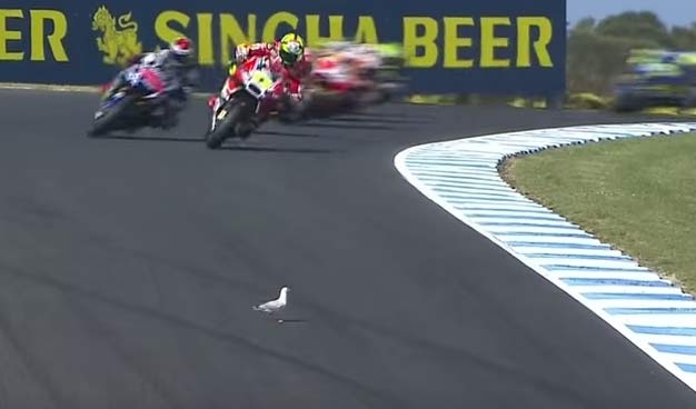 Moto Gp. Iannone investe un gabbiano in pista. IL VIDEO