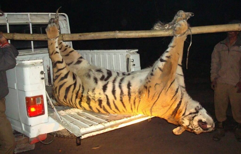 Wwf lancia la campagna per fermare il massacro di elefanti, tigri e oranghi