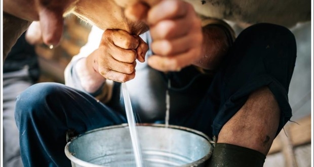 Latte, l’etichetta inganna. Tre cartoni su 4 sono stranieri