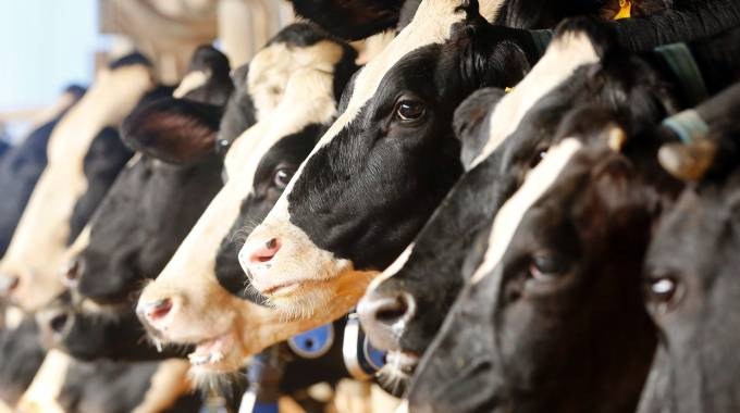Latte. In un anno gli allevatori hanno perso 550 milioni di euro