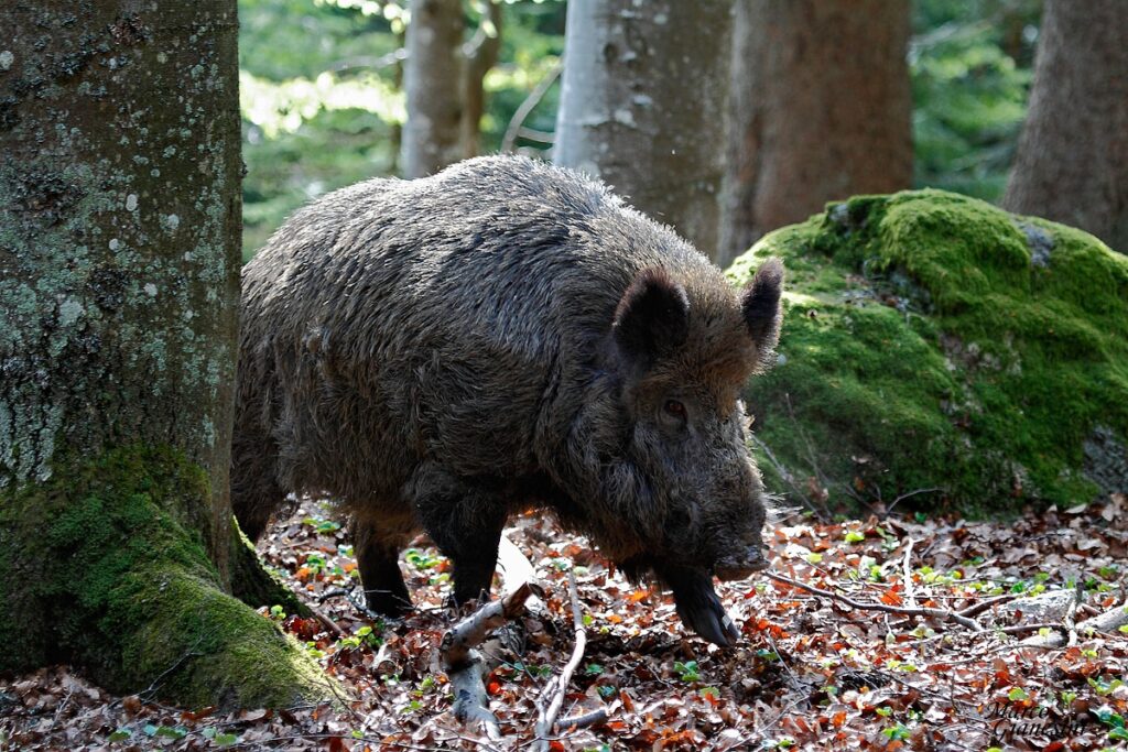 Il cinghiale oltre le emergenze