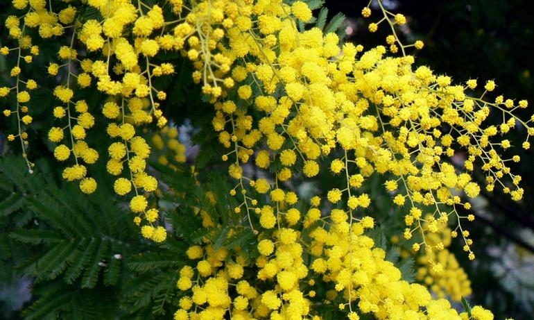 Smog. Natura sconvolta, Natale con mimose e zanzare