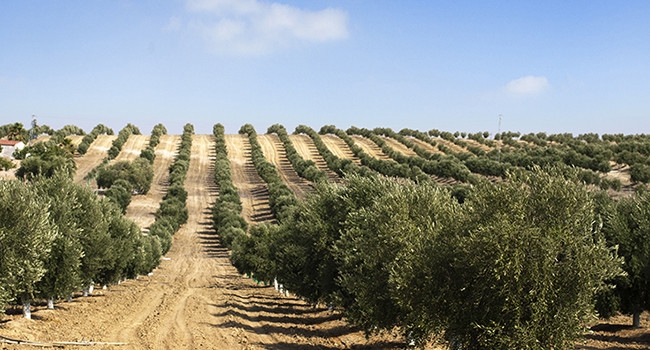 Progetto Lazio, terre dell’olio.  Le vie dell’extravergine Dop