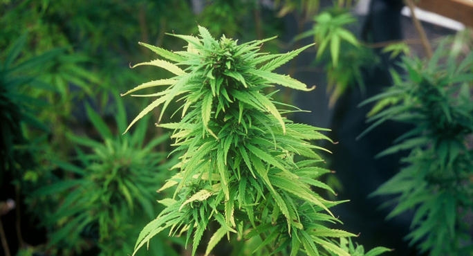 Cannabis terapeutica. Due italiani su tre sono d’accordo