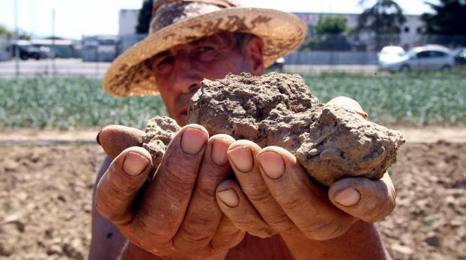 Agricoltura. Un bilancio tra siccità, alte temperature e smog