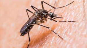 Virus Zika. Stiamo allerta senza allarmismi