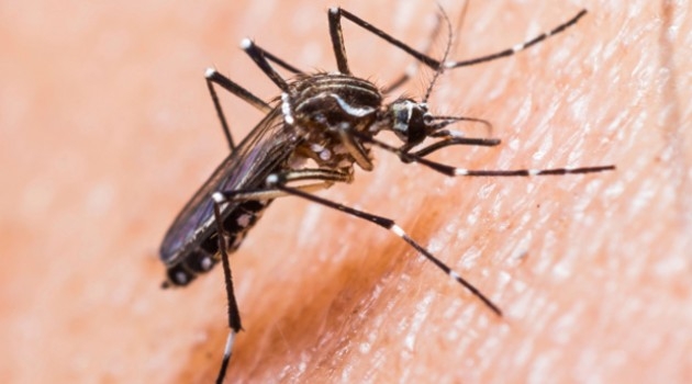 Virus Zika. Stiamo allerta senza allarmismi