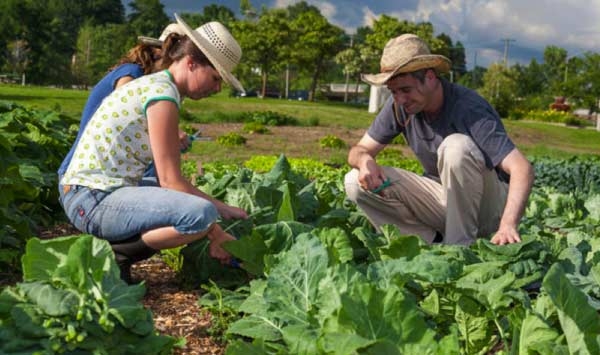 Parma, i giovani scommettono sull’agricoltura. Sempre più aziende agricole aprono grazie ai mutui e agli incentivi regionali
