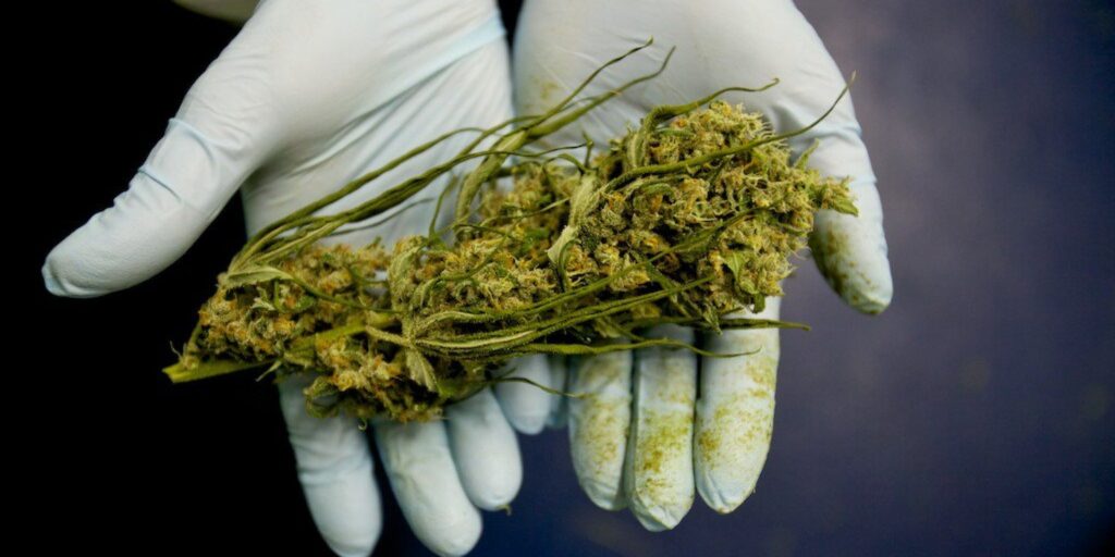 Via libera depenalizzazione cannabis. Le critiche di Antigone