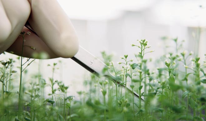 Agricoltura. Riparte la ricerca sulle biotecnologie sostenibili, non ogm