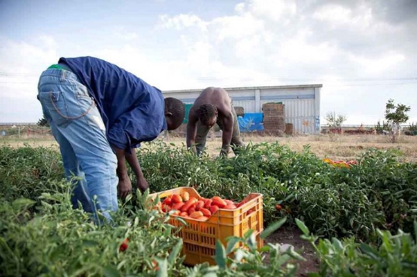 Caporalato. Rompere la catena dello sfruttamento