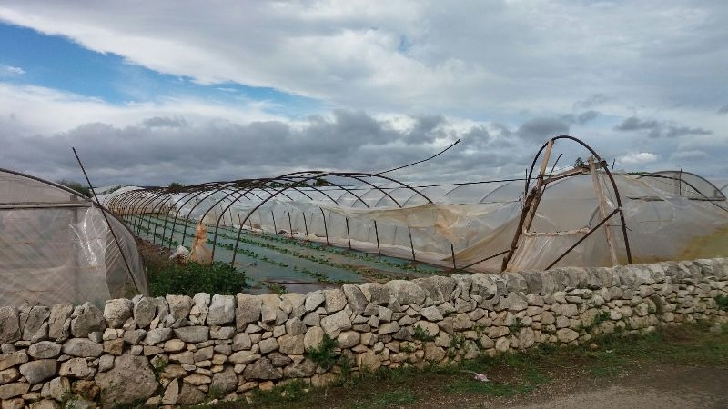 Agricoltura. Il maltempo fa milioni di danni alle campagne