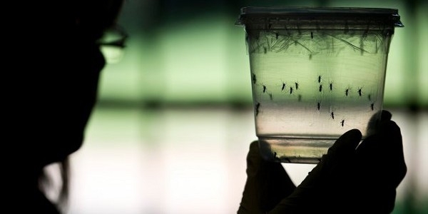 Australia. Virus Zika. L’arcipelago Tonga dichiara stato epidemia