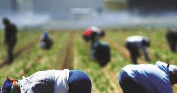 Falsi braccianti agricoli in Calabria, 176 denunce
