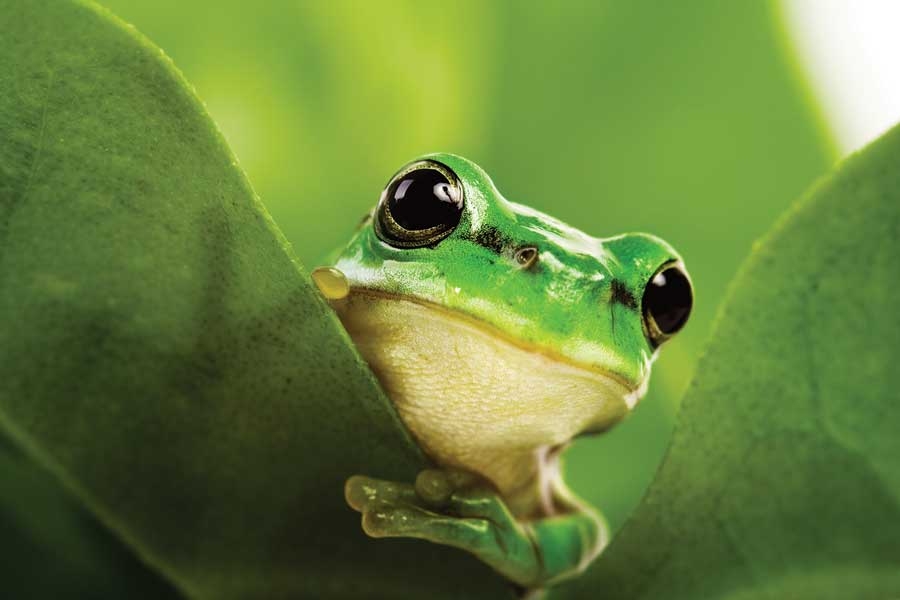 Ambiente. A Strasburgo vince la biodiversità