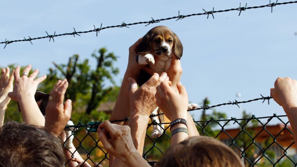 Vittoria in appello contro Green Hill. I Beagle salvati dalla sperimentazione sono salvi