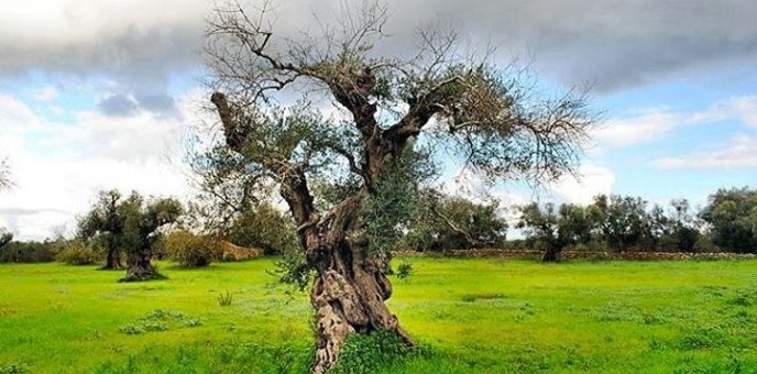 Ricostruire L’Ulivo si può e si deve