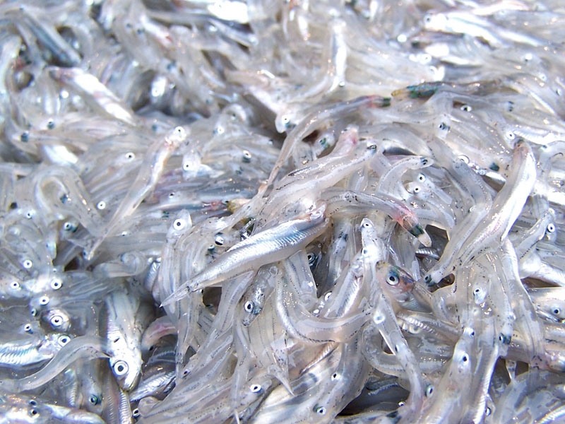 Pesca di frodo. Sequestrati a Palermo 518 kg di neonata