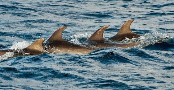 Animali. Trent’anni di Tethys Onlus per tutelare i cetacei