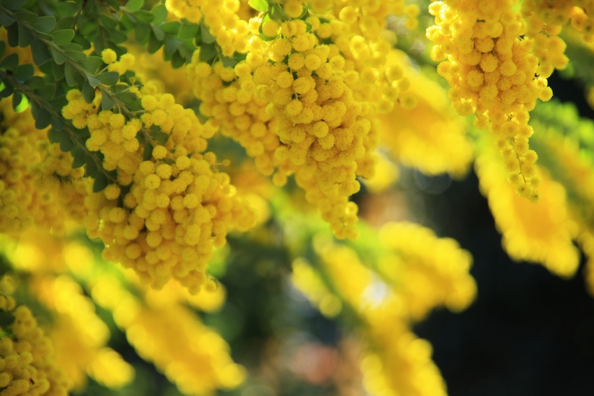 8 marzo. 30% in meno di mimose, colpa del clima