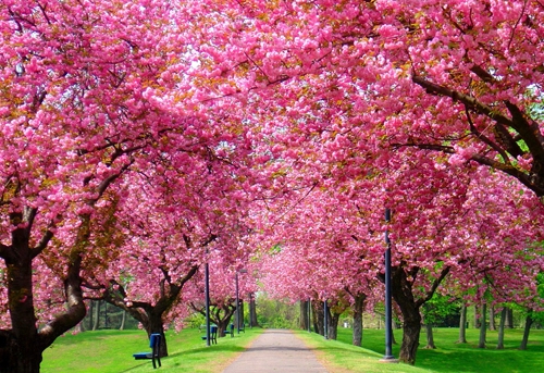 Clima anomalo, parte la primavera con un giorno di anticipo