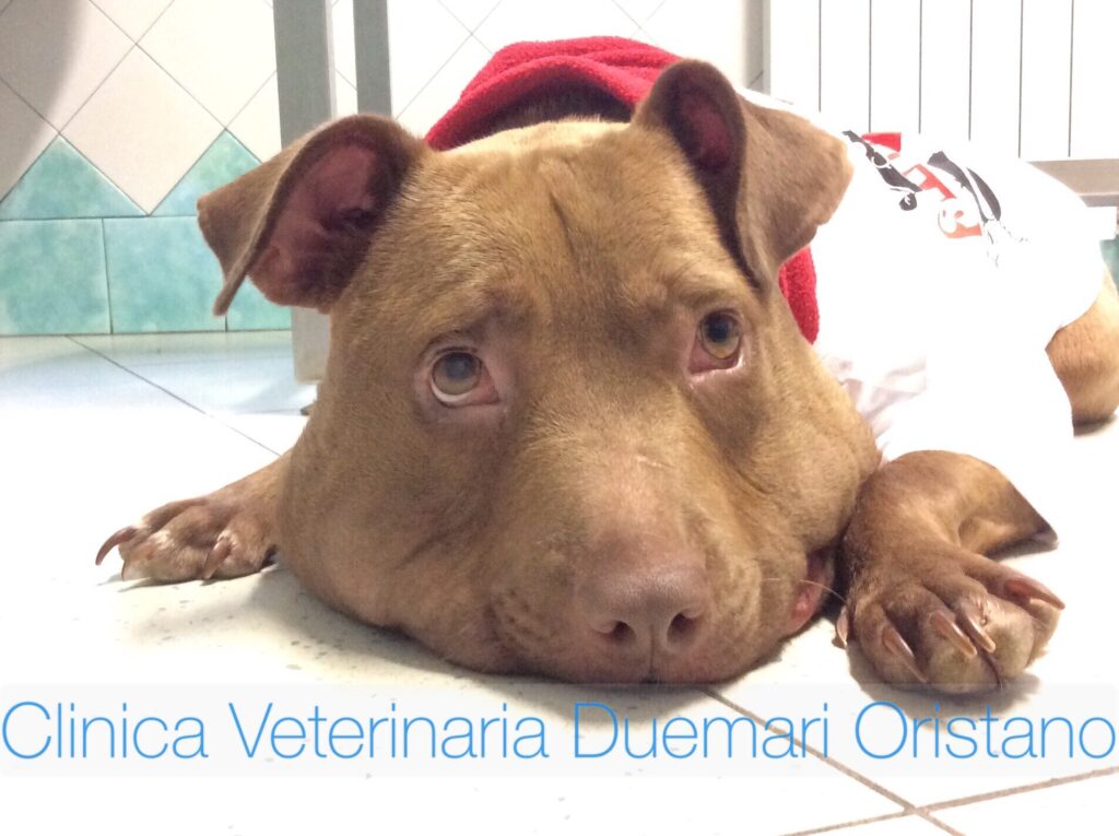 Storia di Palla, da cane maltrattato a superstar del web. Una fondazione a suo nome per gestire le donazioni