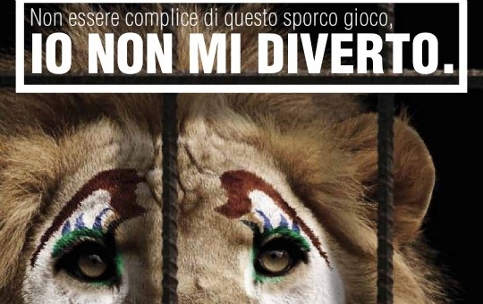 Stop animali nei circhi. Il Ddl Franceschini ne vieta l’utilizzo