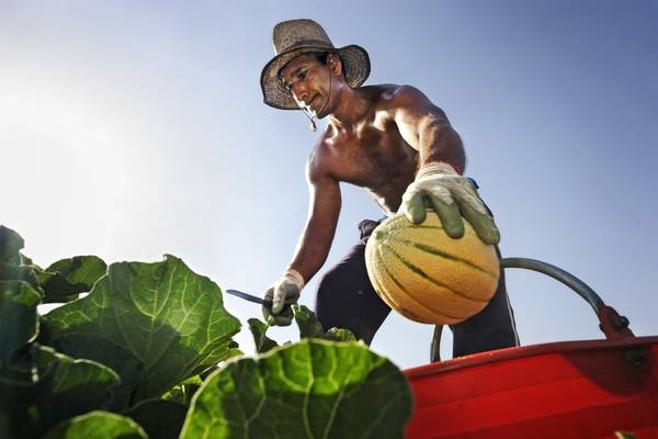 La mani della malavita. +300% la frutta, nei campi tutti sottopagati