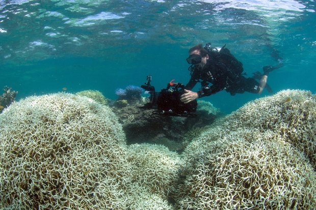 Allarme di Greenpeace. La barriera corallina è senza colore