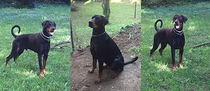 Geo&Geo. Assin sfata i luoghi comuni sugli animali da compagnia
