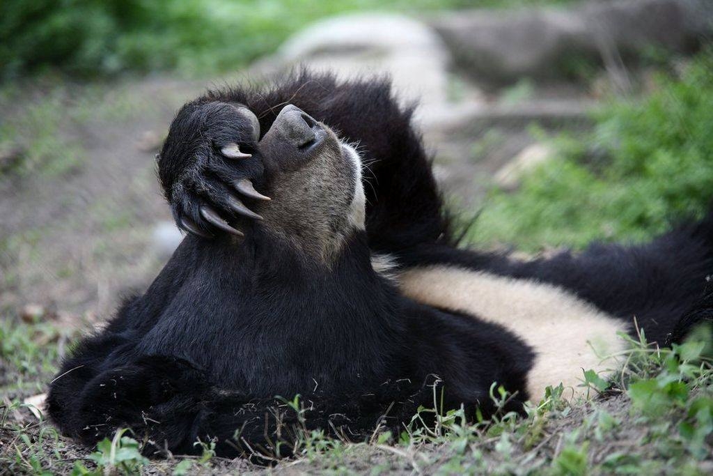 Storia di Jasper, l’orso che non ha mai smesso di lottare