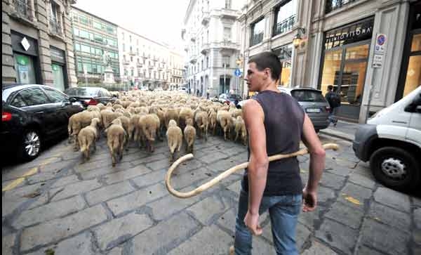 Lavoro. E’ boom di giovani pastori