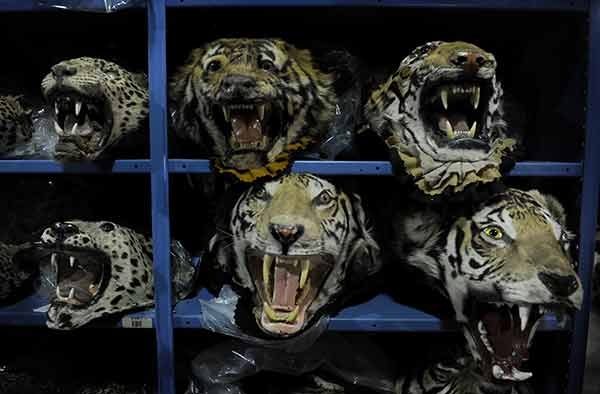 Wwf. Parte la  Campagna Cuore verde dell’Africa
