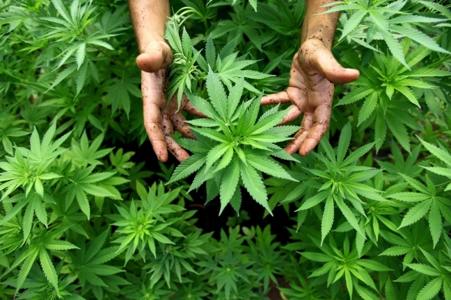 Roma. Studente biologia allestisce con il padre serra per coltivare marijuana. Arrestati