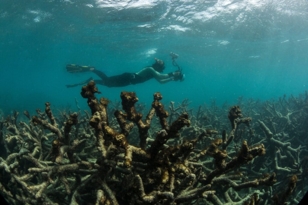 La giornata degli Oceani: mare bollente, pesca insostenibile. LE FOTO