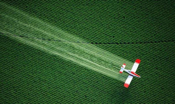 Glifosato: nuova allarme, altera lo sviluppo dell’utero nei topi
