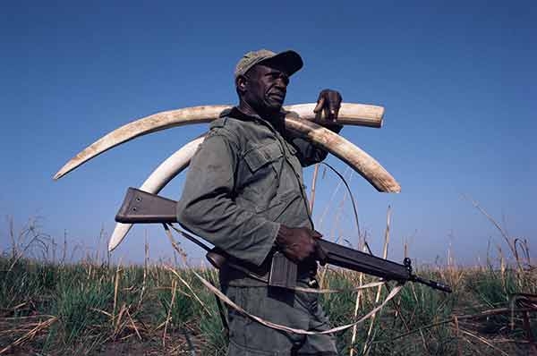 Wwf, in Africa continua la strage di elefanti