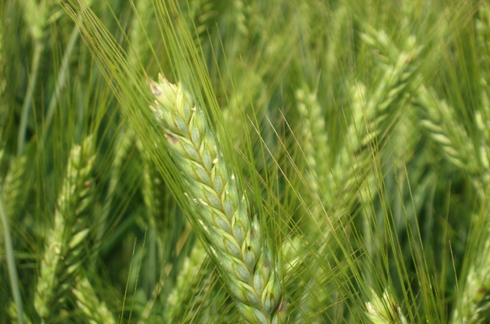 Assegnate le spighe verdi 2016