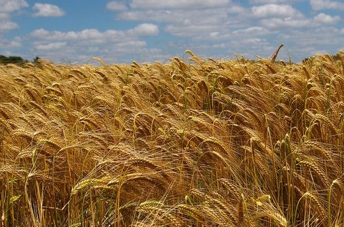 Agricoltura. Guerra del grano, una speculazione da 700 milioni
